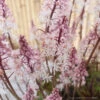 Tiarella 'Angel Wings' Foamflower