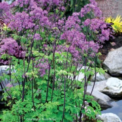 Thalictrum Aquilegifolium 'Black Stockings' Meadow Rue