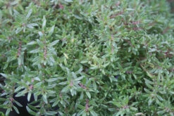 Thyme 'Spicy Orange'