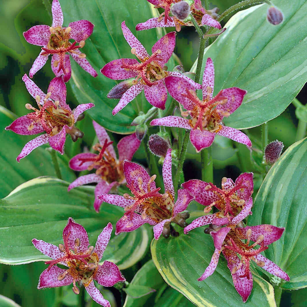 Tricyrtis Formosana 'Gilt Edge' Toadlily 1 Tricyrtis Formosana 'Gilt Edge' Toadlily