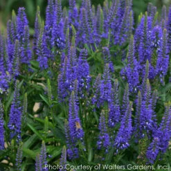 Veronica Longifolia 'Royal Rembrandt' Speedwell