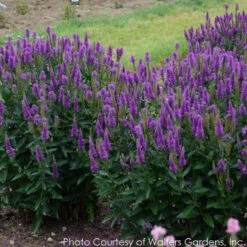 Veronica Longifolia 'Very Van Gogh' Speedwell -Rare Roots Plan Shop VERONICA VERY VAN GOGH 3