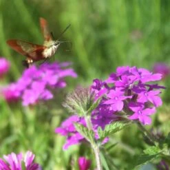 Verbena Canadensis 'Homestead Purple' Vervain