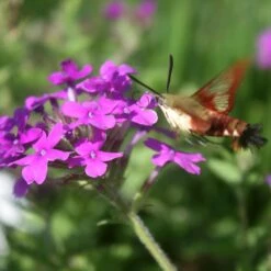 Verbena Canadensis 'Homestead Purple' Vervain -Rare Roots Plan Shop VRB HomesteadPurple moth CW