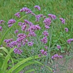 Verbena Bonariensis 'Lollipop' Brazilian Vervain