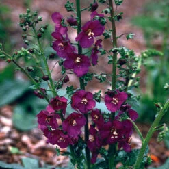 Verbascum 'Violetta' Mullein