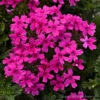 Verbena Canadensis 'Homestead Hot Pink' Vervain