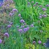 Verbena Bonariensis Brazilian Vervain