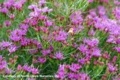 Vernonia Lettermannii 'Iron Butterfly' Threadleaf Ironweed -Rare Roots Plan Shop Vern lett IronButterfly Life 2
