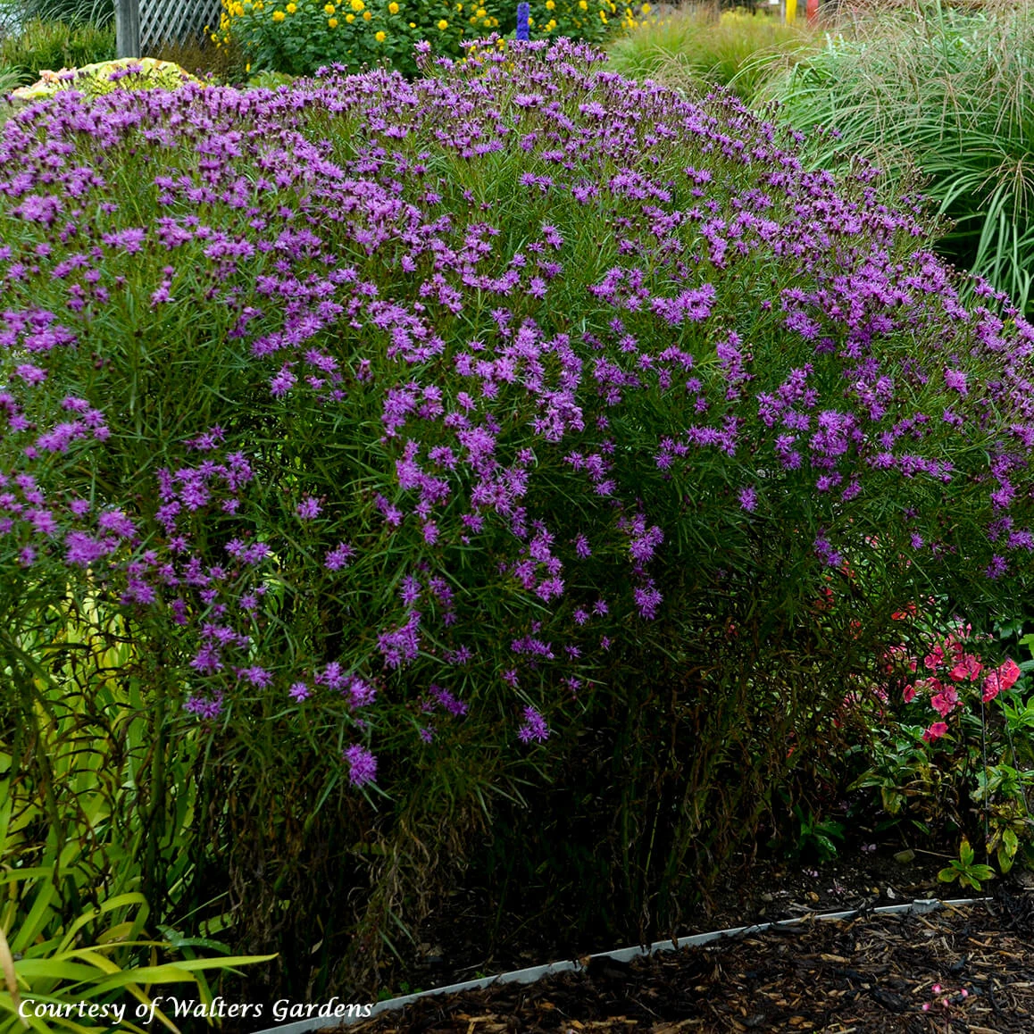 Vernonia 'Southern Cross' Ironweed 1 Vernonia 'Southern Cross' Ironweed