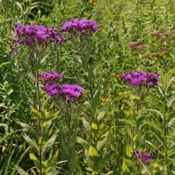 Vernonia Noveboracensis Ironweed