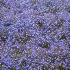 Veronica Peduncularis 'Georgia Blue' Creeping Speedwell