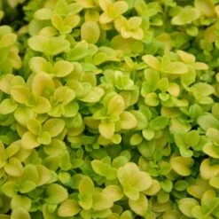 Veronica Repens 'Sunshine' Speedwell