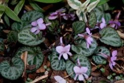 Viola Koreana 'Styletta' Korean Violet -Rare Roots Plan Shop Viola Stylettas