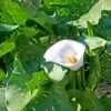 Zantedeschia Aethiopica 'White Giant' Calla Lily