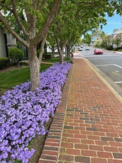 Phlox Divaricata 'Blue Moon' Woodland Phlox -Rare Roots Plan Shop blue moon phlox woodland phlox