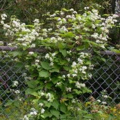 Clematis Virginiana Virgin's Bower