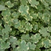 Hydrocotyle Sibthorpioides 'Variegata' Marsh Pennywort