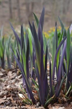 Iris Versicolor 'Purple Flame' Blue Flag -Rare Roots Plan Shop iris purple flame 3