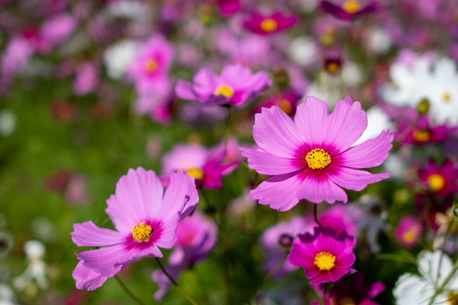 Rare Roots Plan Shop -Rare Roots Plan Shop GettyImages 1285268238 842a0651521245fb9333dfba3df8f7c4