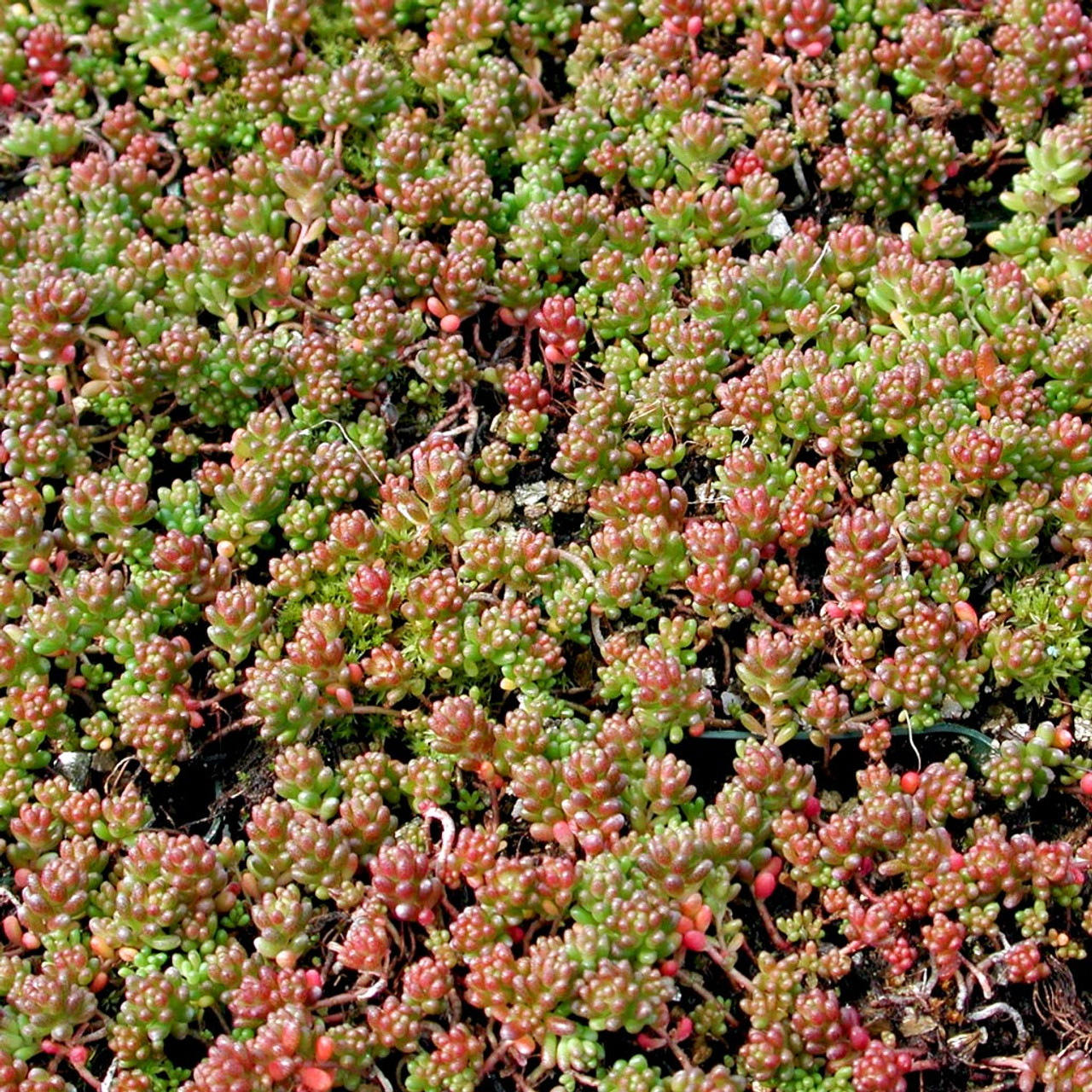 Rare Roots Plan Shop -Rare Roots Plan Shop SEDUM ALBUM CORAL CARPET 49564